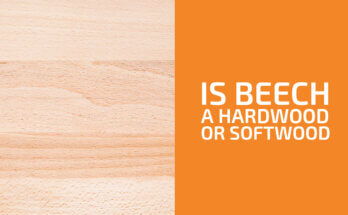 Is Beech a Hardwood or a Softwood? (& Is It Strong?)