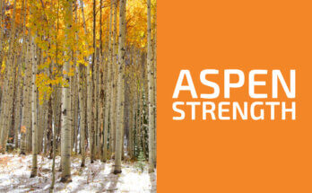 Is Aspen a Hardwood or a Softwood? (& Is It Strong?)