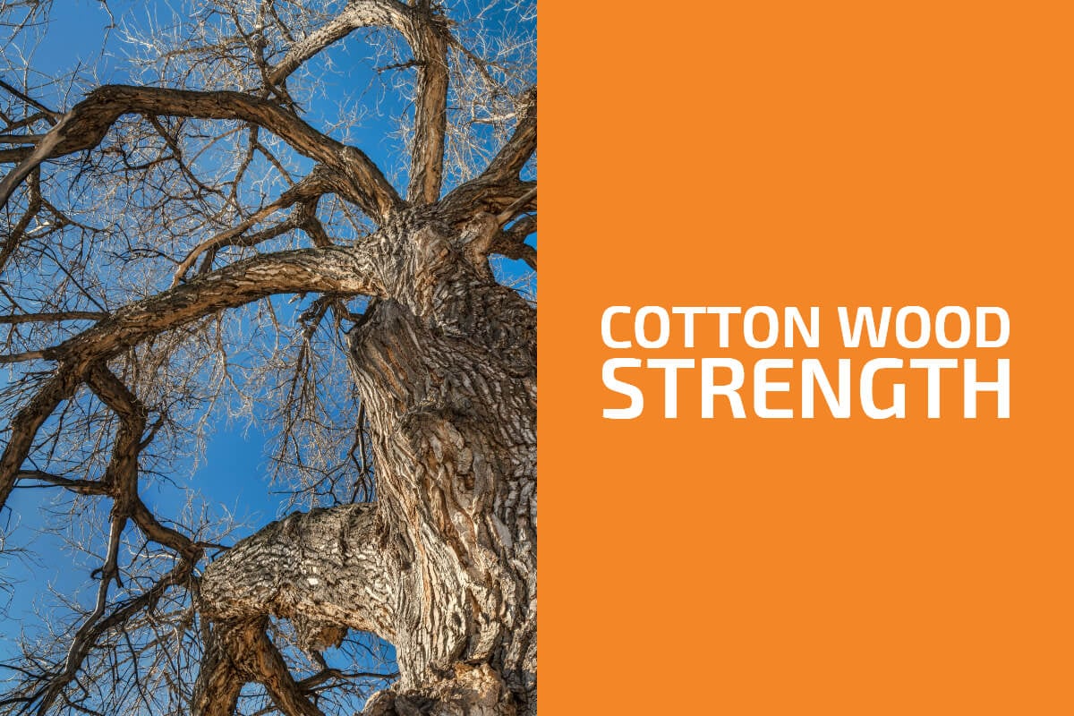 Is Cottonwood a Hardwood or a Softwood? (& Is It Strong?)