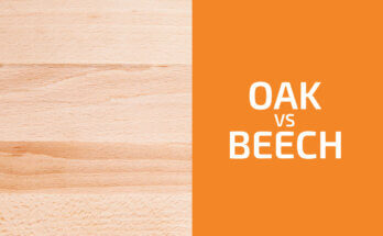 Oak vs. Beech: Which One to Use?