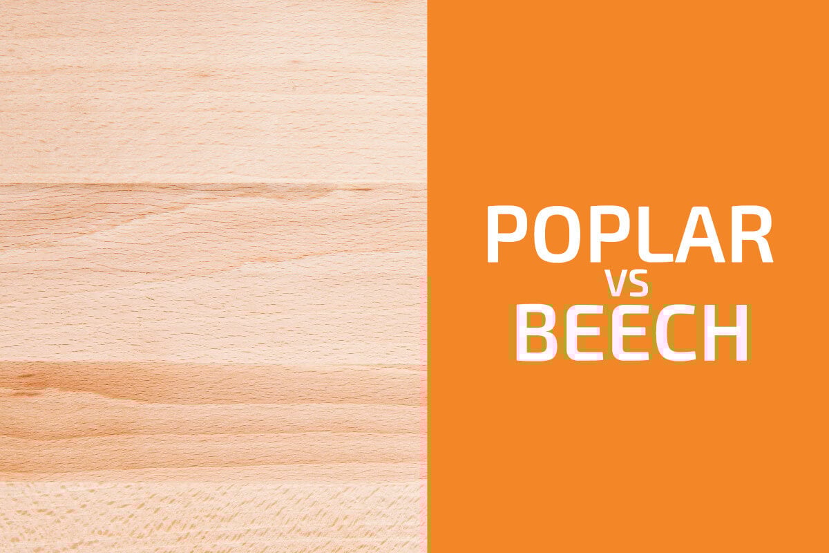 Poplar vs. Beech: Which One to Use?