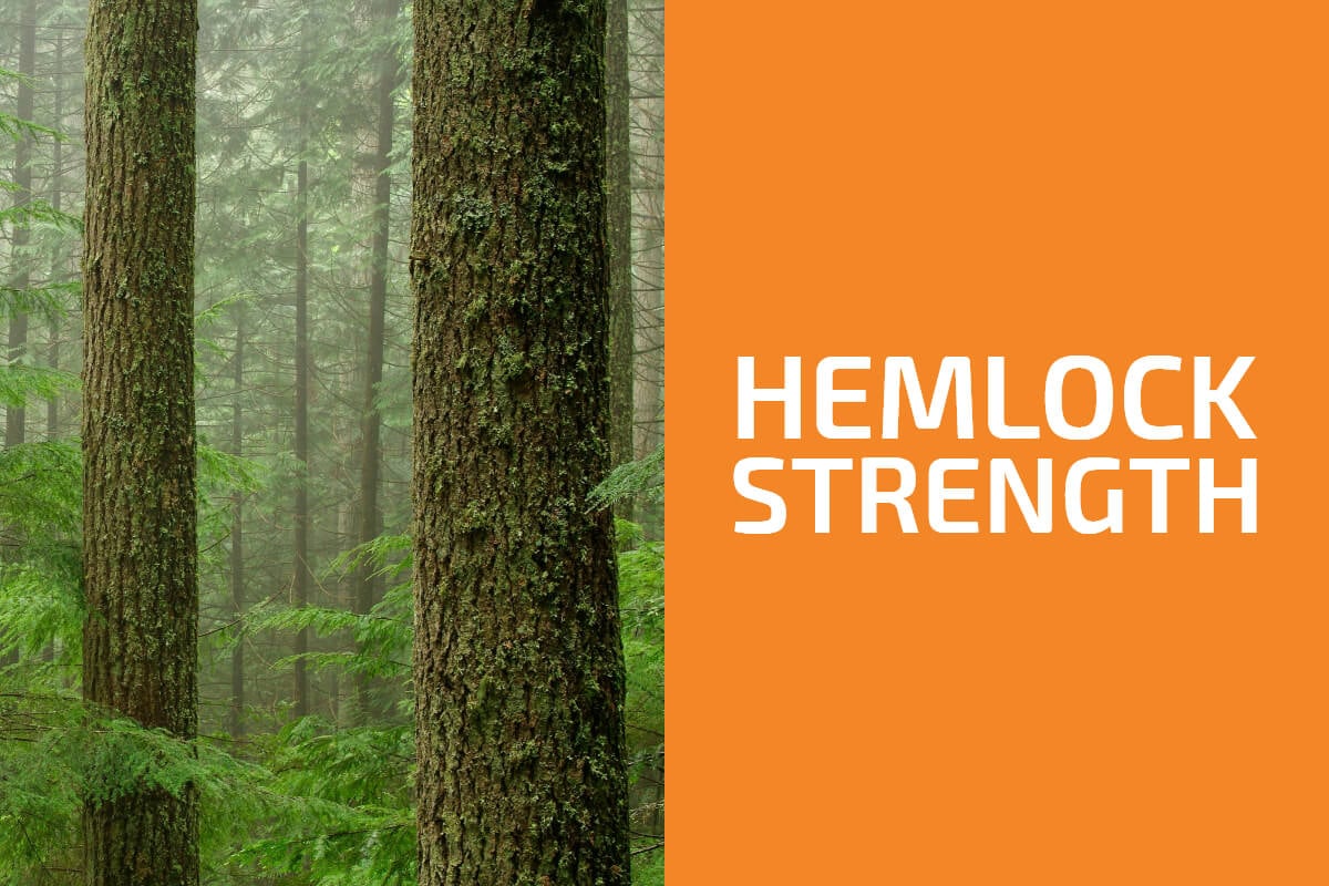 Is Hemlock a Hardwood or a Softwood? (& Is It Strong?)