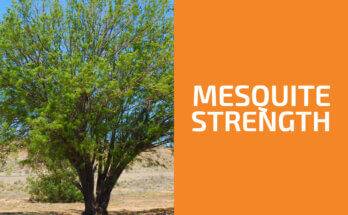 Is Mesquite a Hardwood or a Softwood? (& Is It Strong?)